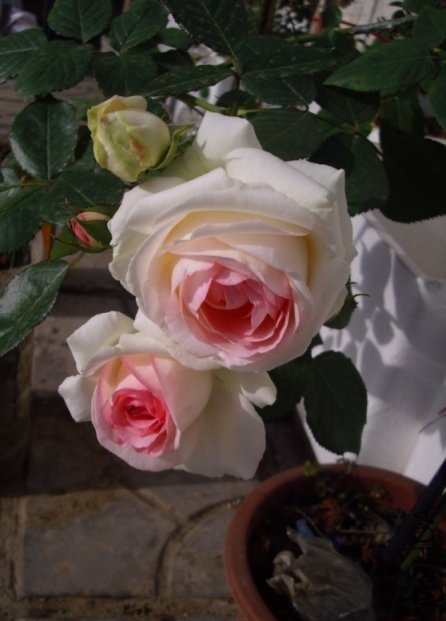 IMG_3590.JPG