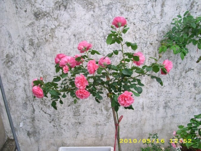IMG_3661.JPG