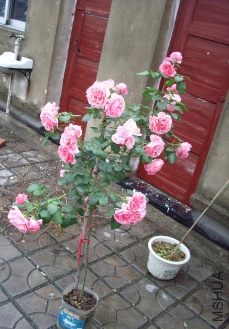IMG_3702.JPG
