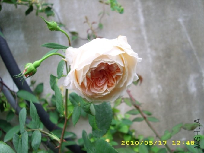 IMG_3695.JPG