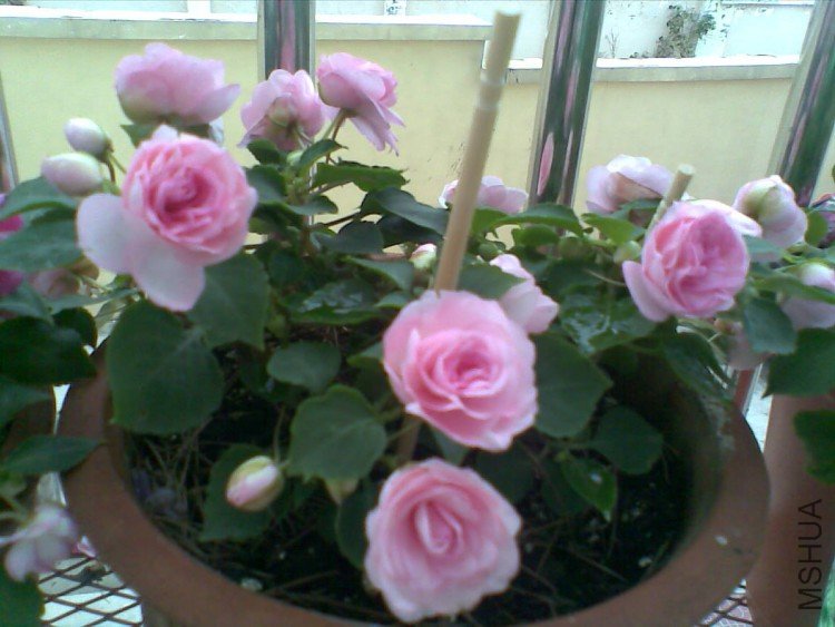 20100715.jpg