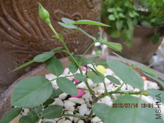 IMG_1562.JPG