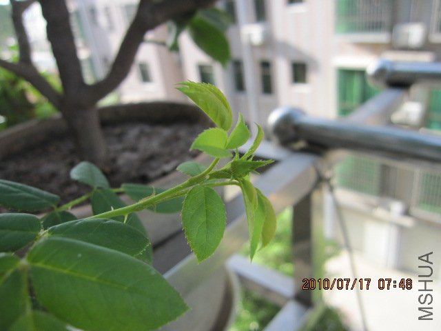 IMG_1623.JPG