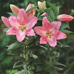 Dwarf Oriental Lily Souvenir.jpg