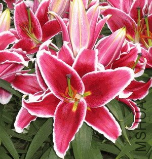 Lily After Eight.jpg