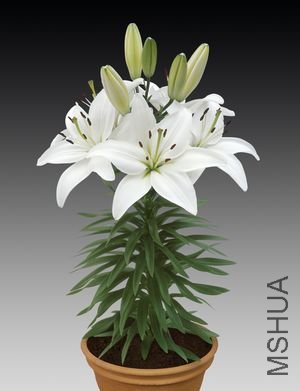 Lily asiatic  Tiny Nanny1.jpg