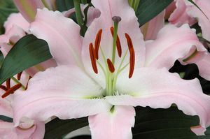 Lily_Sunny_Bonaire1.jpg