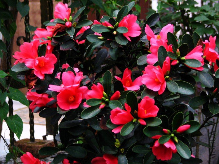 ��������.����.����.�ž��ɽ�裡 006.jpg