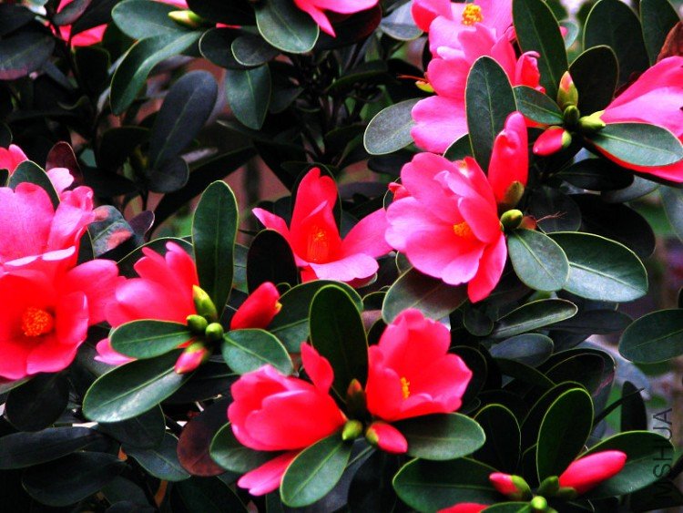 ��������.����.����.�ž��ɽ�裡 005.jpg