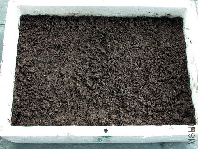 ֲ��ɱ�����ɳ��