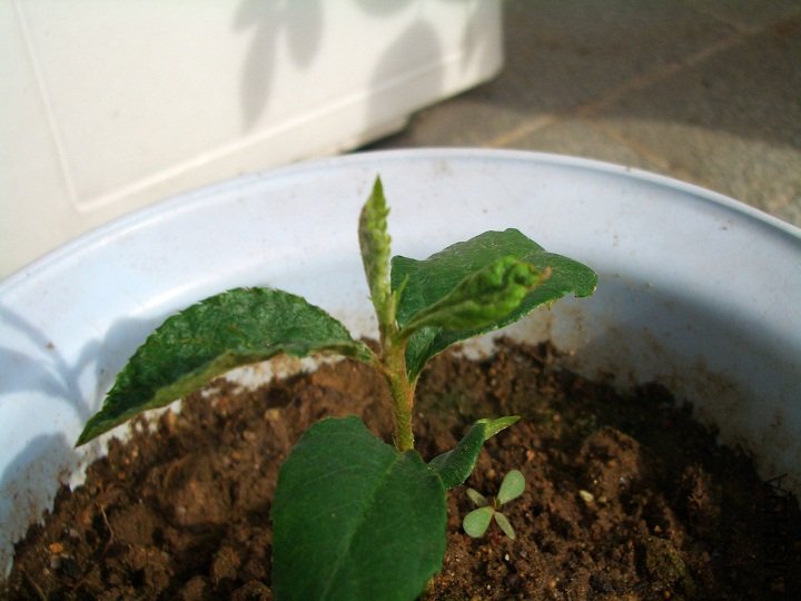 2010��7��17�� ��1��.JPG