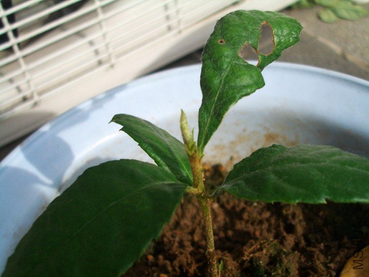 2010��7��17�� ��2��.JPG