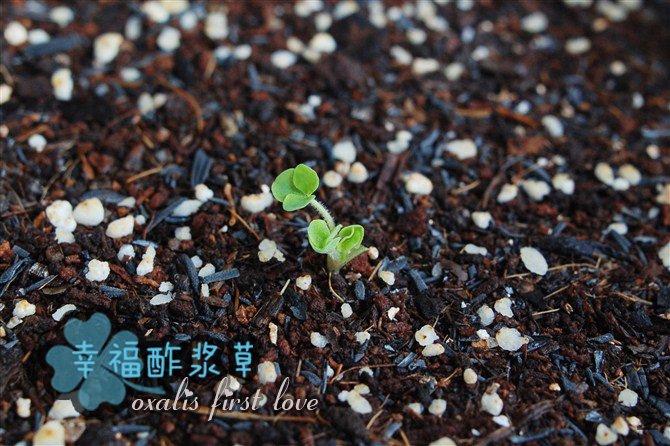 oxalis-first-love-100717.jpg