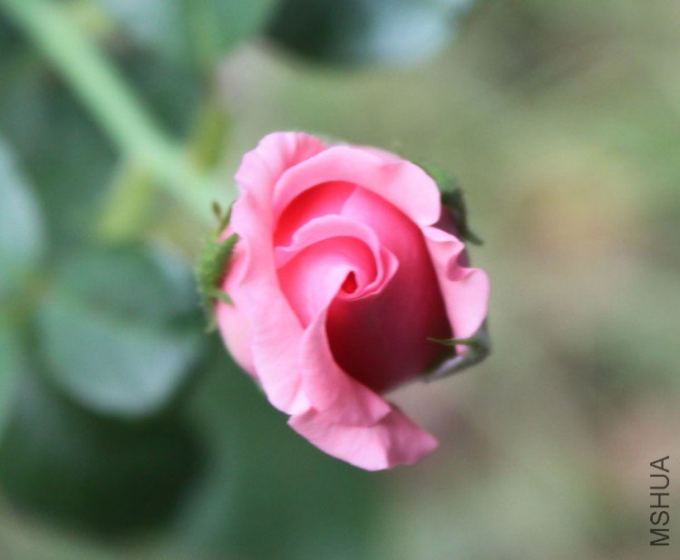 IMG_8743.jpg