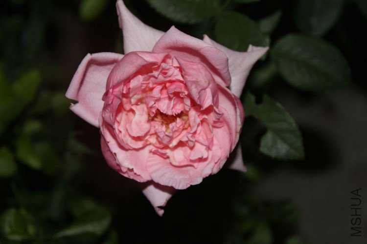 IMG_8959.jpg