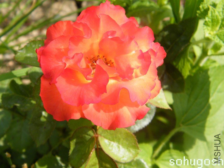 DSCF2779.jpg