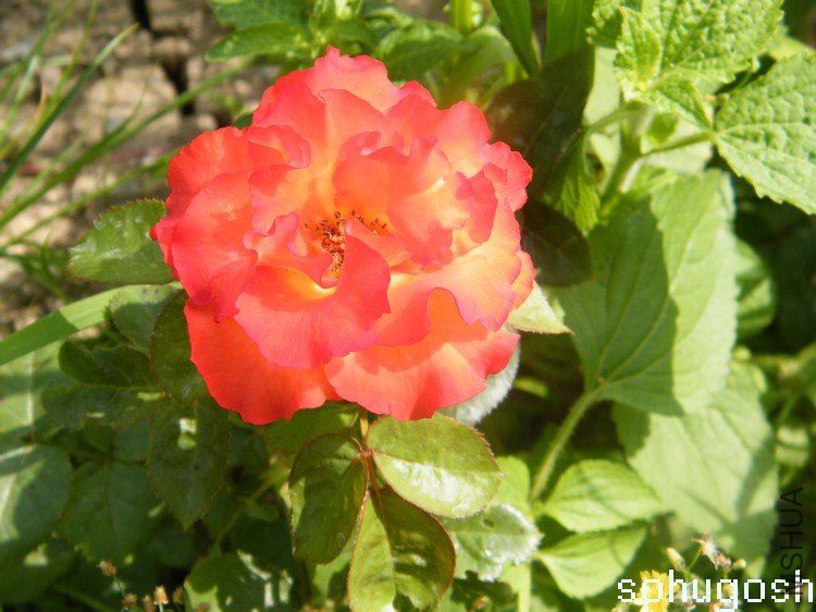 DSCF2780.jpg