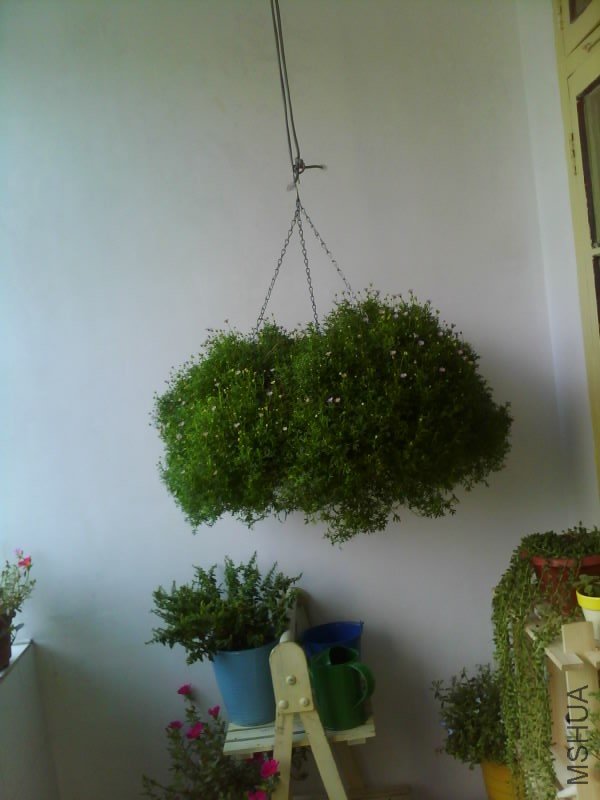 IMG1628A.jpg