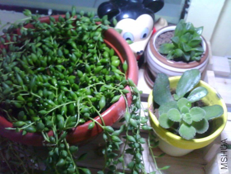 IMG1586A.jpg