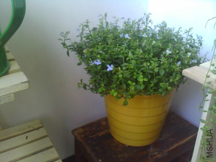 IMG1623A.jpg