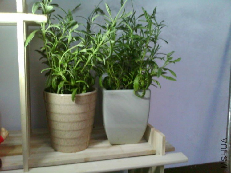 IMG1599A.jpg