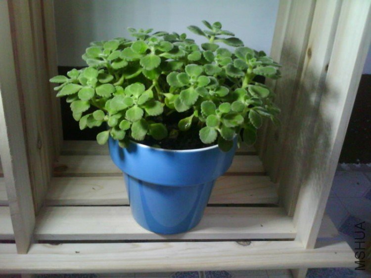 IMG1597A.jpg