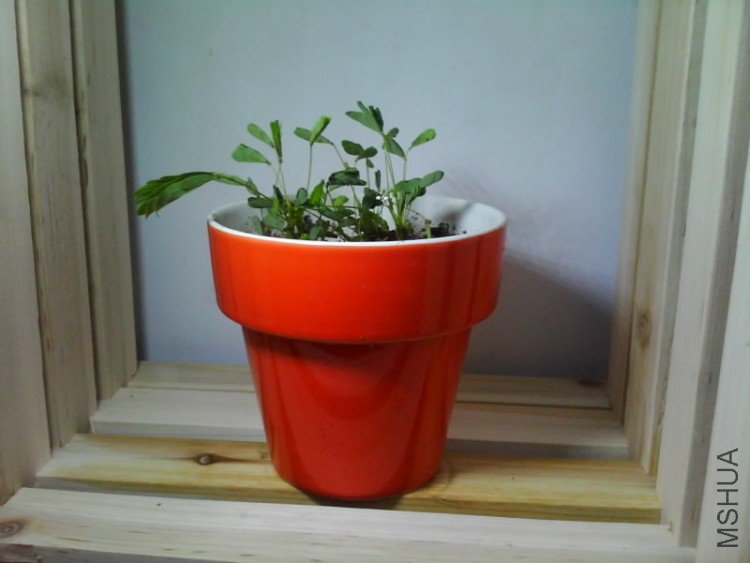 IMG1598A.jpg