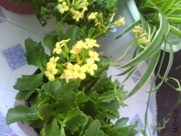 IMG1545A.jpg