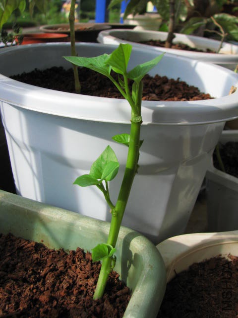 ����̨������