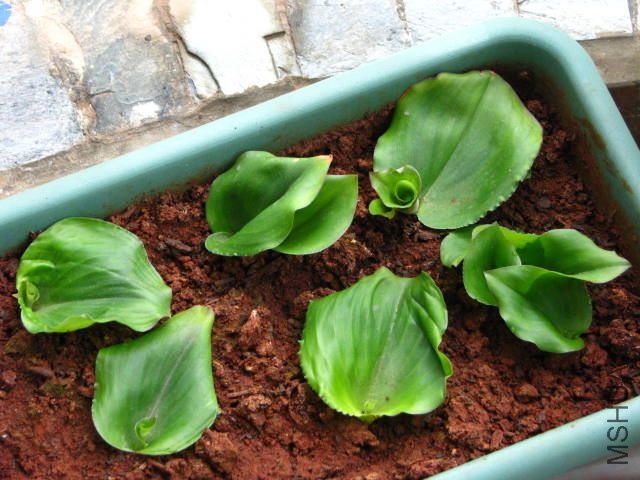 ɽ�Σ�ɳ����