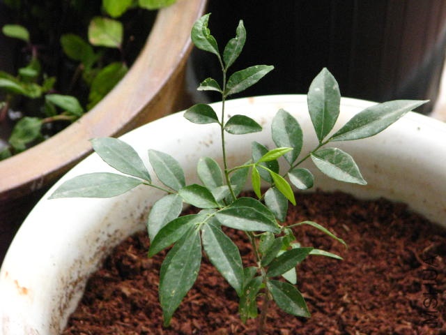 ��Ƥ����