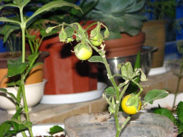 Խ������