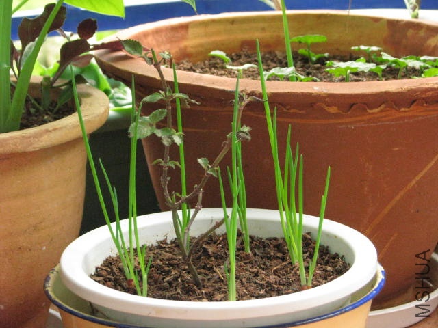 ����ϲ��