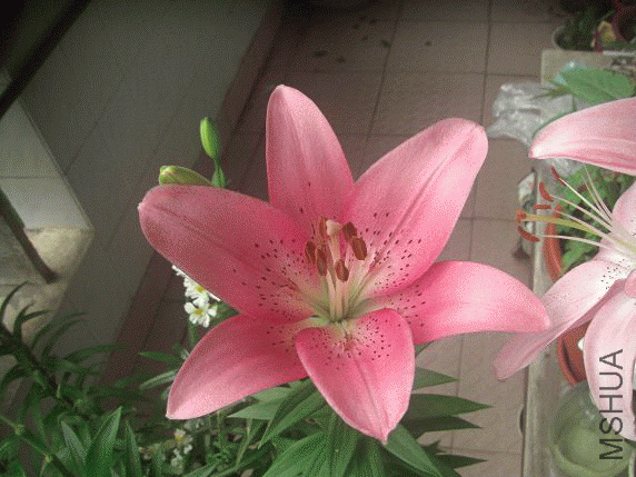 A5ACA1H2010_1276099964.gif