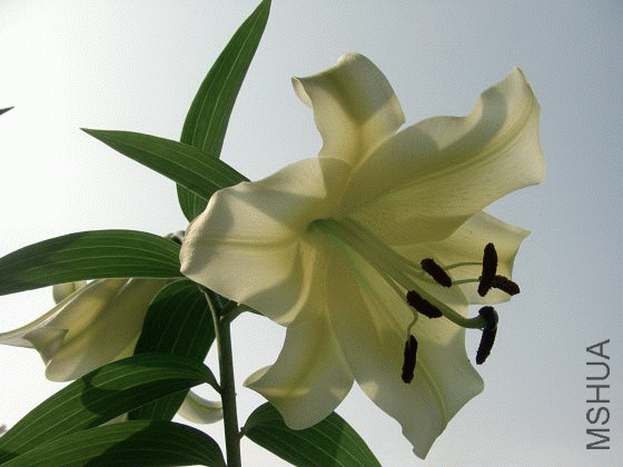 CIMG0138_1276099903.gif