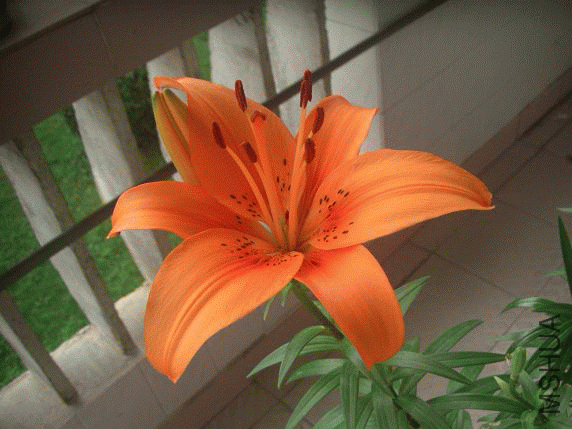 CIMG9891_1276099943.gif