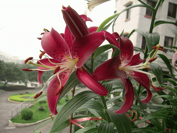 CIMG0162_1276099925.gif