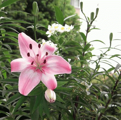 womier_1276516619.gif
