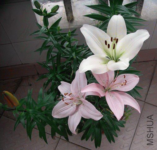 xins2010_1276516642.gif