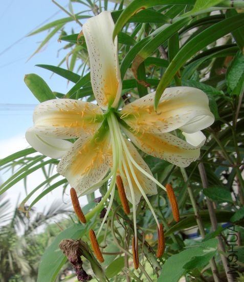 Lady Alice Tiger Lily .JPG