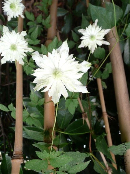 P1050059-2.jpg