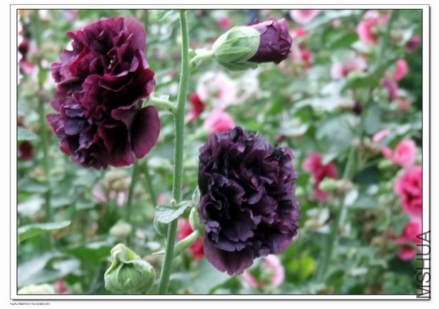 ������С sj2.jpg