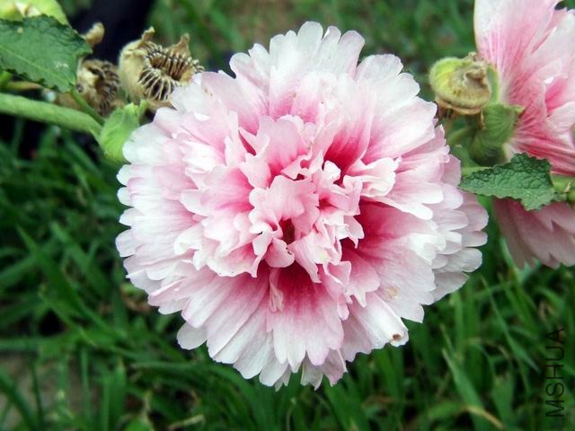 ������С ���˫8.JPG