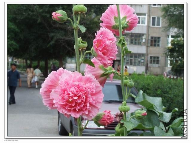 ������С sj1.jpg