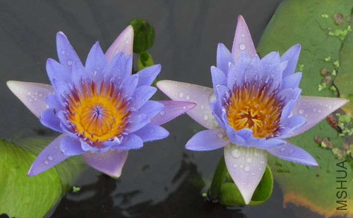 L1.jpg
