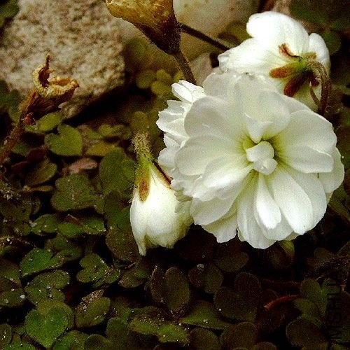 Oxalis magellanica nelson.jpg