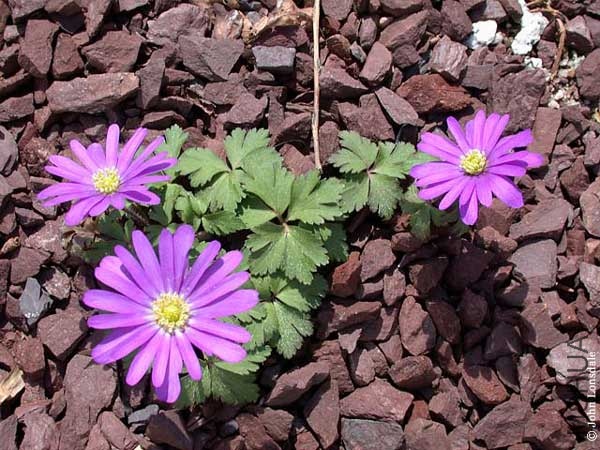Anemone_blanda4_JL.jpg