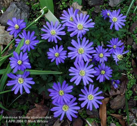Anemone_blanda_atrocaerulea1.jpg