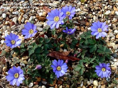 anemone_blanda.jpg
