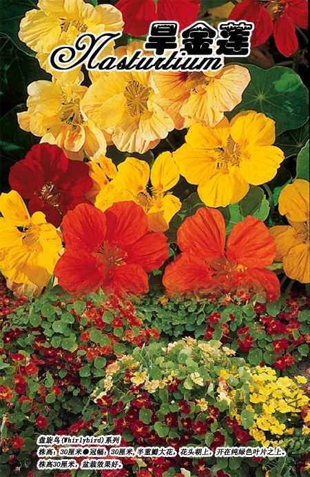 F18������������Nasturtium Whirlybird 6-1.jpg